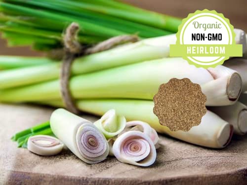 Lemongrass Seeds, Culinary Herb Thai Lemon Grass Seeds for Planting (1000+ Seeds)