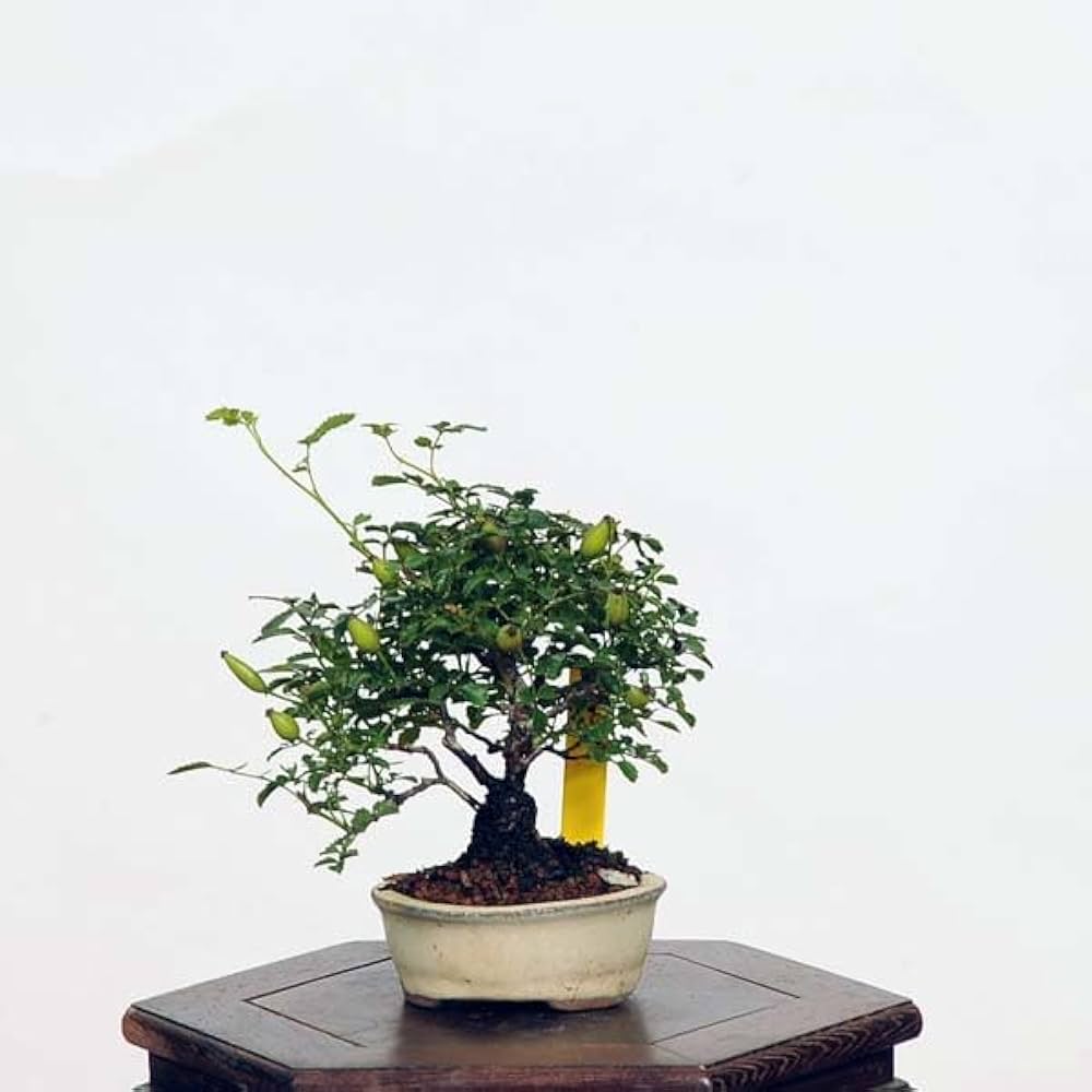 【希望有ればバラ売可】HG + α 5点セット Amazon.co.jp: 盆栽：野薔薇(ノバラ) *【現品をお届け】野バラ