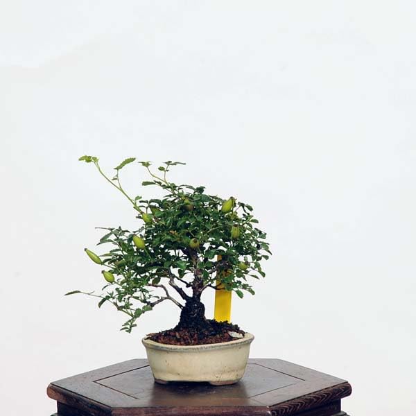 野薔薇盆栽 Amazon.co.jp: 盆栽：野薔薇(ノバラ) *【現品をお届け】野バラ のばら