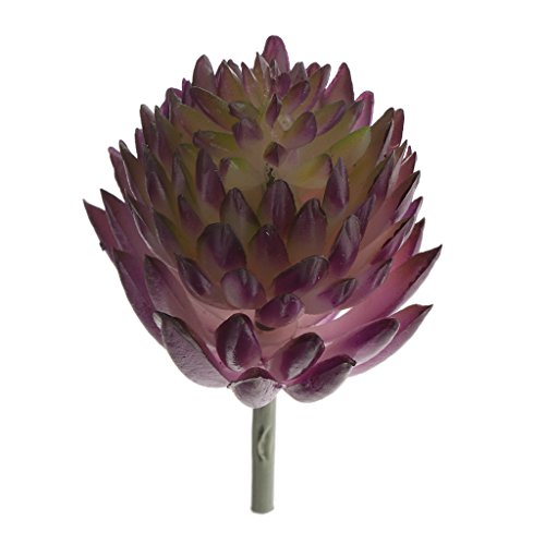 Arredamento Succulento Vero Tocco Echeveria Fiore