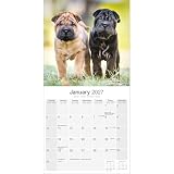 Avonside Shar Pei 2027 Kalendarz z Naklejkami Organizacyjnymi, 16-Miesięczny Kwadratowy Kalendarz Ścienny (wrz 2026 - gru 2027), Planer dla Miłośników Psów, 29,5 x 29,5 cm