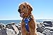 Black Rhino - The Comfort Dog Harness with Mesh Padded Vest for Small - Large Breeds | Adjustable | Reflective | 2 Leash Attachments on Chest & Back - Neoprene Padded Training Handle (Medium, Blue/Gr)