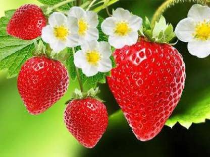 Green World STRAWBERRY ALPINE FRAGARIA SEEDS FOR KITCHEN GARDENING (20 seeds)