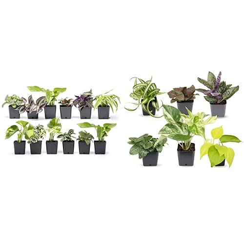 Money Tree Plant In 6 Inch Soft Pink Pot - Approx. 1.5 Feet Tall, Pet Friendly, Easy Care Indoor Houseplant