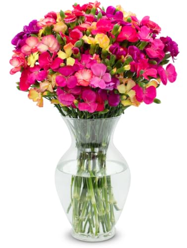 Stargazer Barn 22 Stem Sparkz Novelty Mini Carnation Bouquet - Fresh Cut Flower Delivery, Hand-Tied in the USA, Gift for Birthday, Anniversary, Sympathy or Home Decor - Vase Not Included