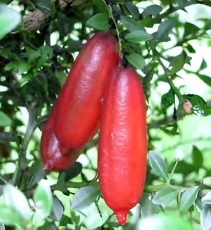 Image of Red Finger Lemon Fruit Tree Plant - Sweet, Tastyy, Healthy Live Plant for Home Garden | Indoor & Outdoor Planting | Easy to Grow, Fresh Citrus Fruit Tree (Pack of 1)