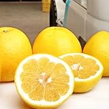 訳あり 愛媛 河内晩柑 