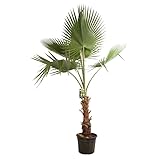  Palmier de Californie Washingtonia Robusta 120/140cm - Plante En Pot - Floraison Été - Exposition Plein Soleil Sol