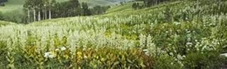 Posterazzi Aspen trees and wildflowers on hillside Crested Butte Gunnison County Colorado USA Poster Print, (38 x 12)