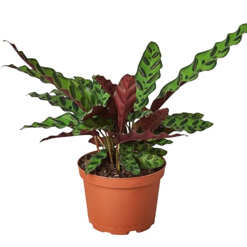 Calathea Lancifolia Rattlesnake – La Más Tolerante para Principiantes