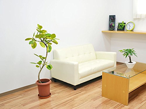 Amazon｜フィカス・アルテシーマ(アルテシマゴム) 曲がり仕立て