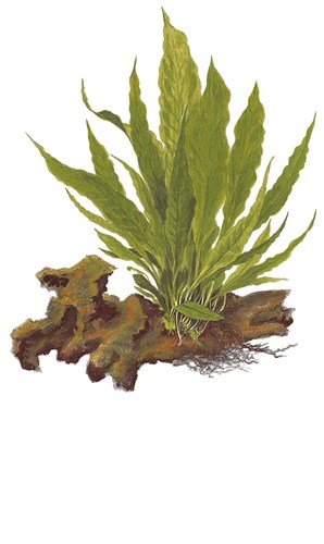  Aqua Plants Java Fern/Microsorum Pteropus – Piante Vive per Acquario