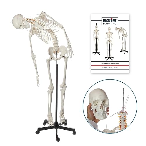 Axis Scientific F-105852 Flexible Life-Size Skeleton Anatomical Model Bundle thumb #4