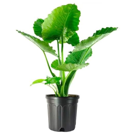 American Plant Exchange Alocasia Elephant Ear California XL Live Plant, 3 Gallon, Green