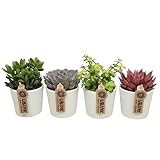 Pflanzen Sukkulenten-Mix - Set mit 4 Pflanzen in weißen Keramiktöpfen - Topf Ø 8-5 cm - Höhe ca. 10 cm