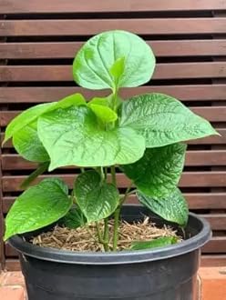 Betel Leaf/Banarasi Maghai Paan Rare Healthy Live Plant, Medicinal Herb Pack of 1 CF_46