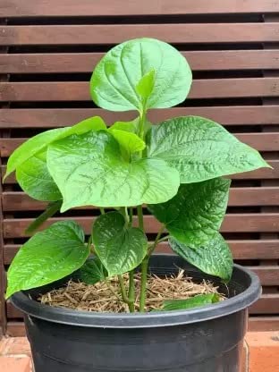 Cloud Farm Betel Leaf/Banarasi Maghai Paan Rare Healthy Live Plant, Medicinal Herb Pack of 1 CF_46