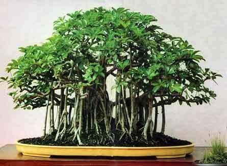 Sapna Nursery Beautiful Banyan Bonsai Tree Live Plant