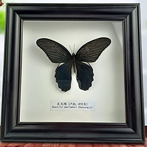 Esemplari Della Farfalla,Campioni Di Insetti,Vera Farfalla Di Tassidermia,Insect Specimen,Fossili Veri Da Collezione,Oggetti Da Collezione,Souvenir,Regalo Di Compleanno,Decorazione Della Casa