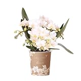 Weiße Phalaenopsis Orchidee - Nazaré - Topfgröße Ø9cm - Zimmerpflanze