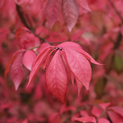 Yegaol Garden 50Pcs Burning Bush Seeds Winged Spindle Tree Euonymus Alatus Seeds Drought Tolerant Non-Gmo Shrub Seeds Home Garden Backyard Plant #TOP5