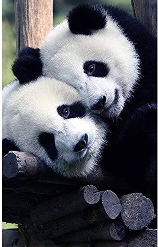 Preisvergleich Produktbild ACEYCHUANG 1000 Teile von Tierpuzzles, niedliche Panda-Puzzles, Lernpuzzlespielzeug für Erwachsene Kinder. 55x70cm