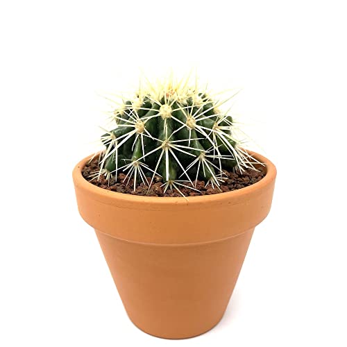 T{ẻl  ϗtA A V` ł킢 Mtg u v[g CeA 蕨  e[u l LV` (R)