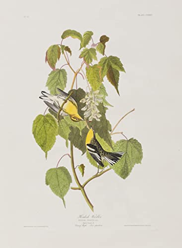Illustration Oiseaux d'Amérique Audubon Tableau Toile Décoration Murale 60x90cm