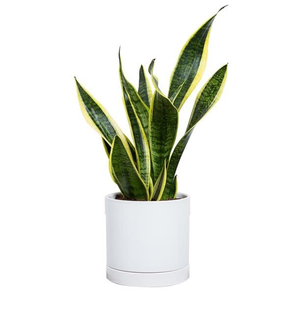 Guuchuu Snake Indoor Air Purifying Plant/With Ceramic Pot (Pot and Plant Included) (B0BZTXRQFT) Amazon Price History, Amazon Price Tracker