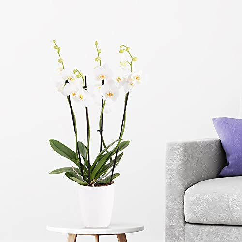 Weiße Orchidee (vier Rispen) + gratis Topf | +/- 60 cm | ø 12 cm | Phalaenopsis Cover