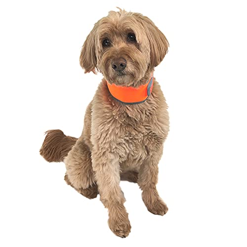 CoolerDog Hi-Vis Cooling Dog Collar for Medium Dogs Reflective Re-Freezable Ice Collar for Hot Weather & Heat Relief (Orange Medium)