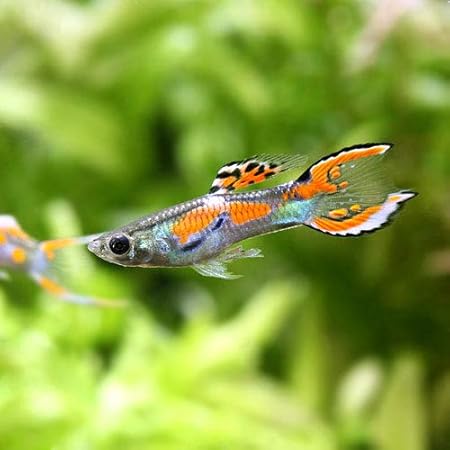 Amazon 熱帯魚 エンドラーズ グッピー ジャパンブルー オス 外国産 ５匹 北海道 九州航空便要保温 Charm チャーム 観賞魚 水中生物 通販