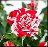 La peonía simboliza la nobleza,la belleza nacional,la dignidad y la elegancia,y tiene un largo período de floración