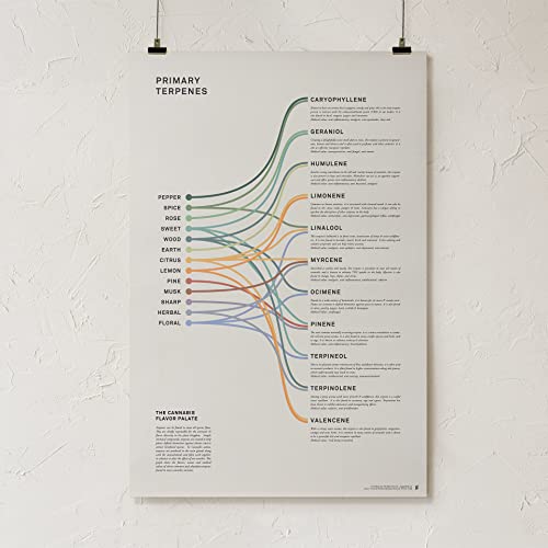 Goldleaf Primary Terpenes Art Print: The Cannabis Flavor Palate Infographic Chart, Terpene Poster, Marijuana Flavors Infographic, Elevated Stoner Decor, Weed Chart Wall Art (24X36") #TOP1