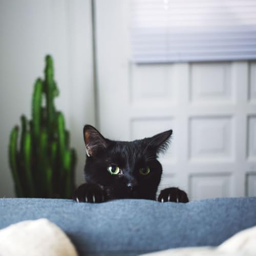 Que faire si mon chat griffe le canapé ?