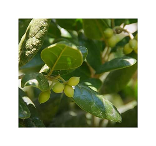 Pezzi - 10x Peumus Boldus Boldo Giardino Piante - Seme ID1014 - Seeds & Plants Shop by Ipsa Samenbank Pfullingen Patrik