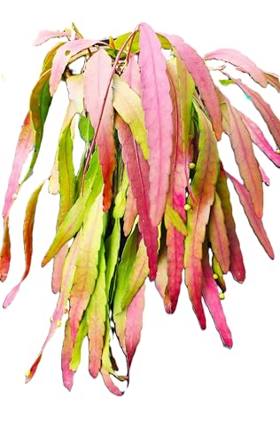 Kimnachia Mistletoe Cactus – Rhipsalis Kimnachii – 5" Rooted Leaf