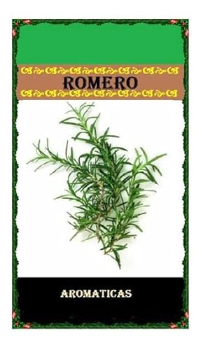 Planta de Romero Semillas Naturales para Cultivar en Casa