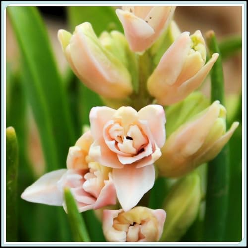 Nardos perennes fragantes - Decoración para bodas - (Fragancia natural)-6bulbos-E