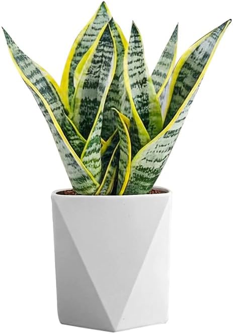 Live Snake Plant Indoor Houseplan...
