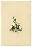 Spiffing Prints John James Audubon - Grass Finch or Bay 