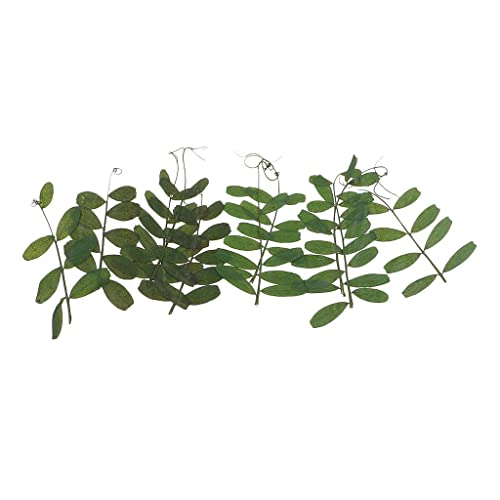 10 piezas hojas naturales prensadas secas para manualidades miniatura 1
