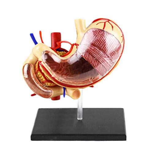 1:1 Life Size Human Stomach Model - Human Organ Anatomical Model - Medical Anatomical Stomach Model Human Digestive Organs Stomach & Pancreas Model - for Medical Educational