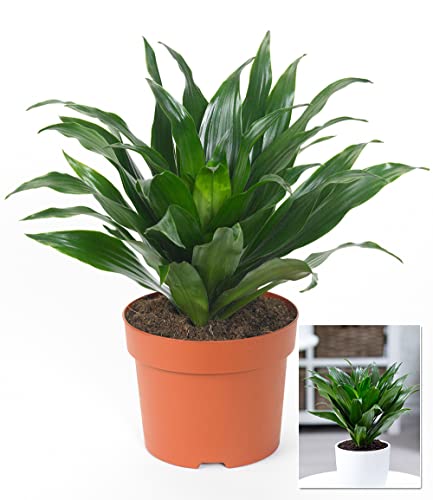 Dracena Compacta – Luftreinigende Zimmerpflanze für gesundes Raumklima