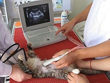 KX5000V Veterinary B Mode Laptop Notebook Ultrasound Scanner