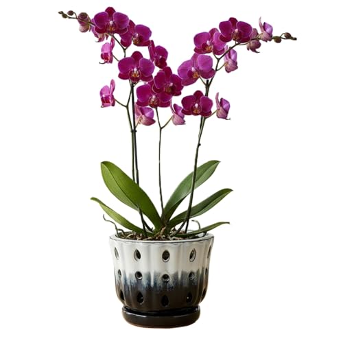 Grdthzey Ceramic Orchid Pot with Hole 6'' Orchid Planter (Cream Over Black)