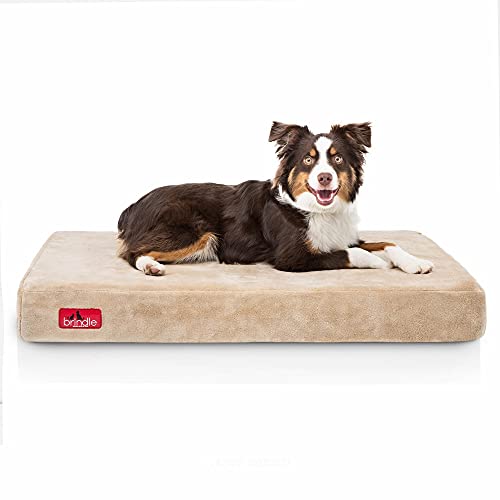 Top 6 hypoallergenic dog beds The Hunting Dog