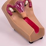 Trainingsmodell for die intrauterine Kontrazeption bei Frauen – IUD-Simulator for Krankenpflegeschüler in der geburtshilflichen und gynäkologischen Praxis