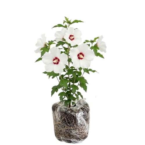 Rose of Sharon Live Plant Red White