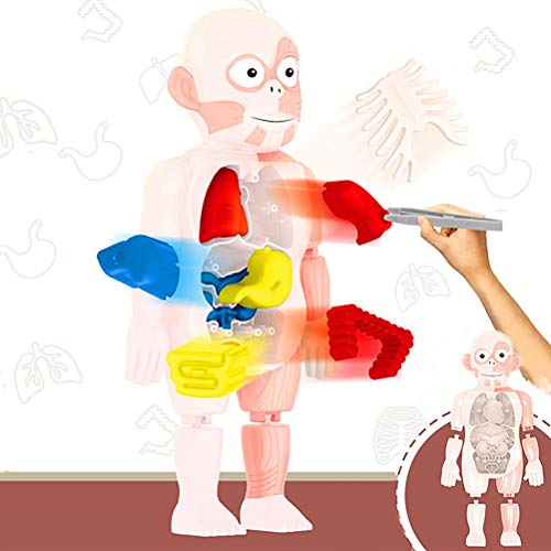 Faruxue Kits de brinquedo de anatomia do corpo humano, kits de aprendizagem de ciências para estudan